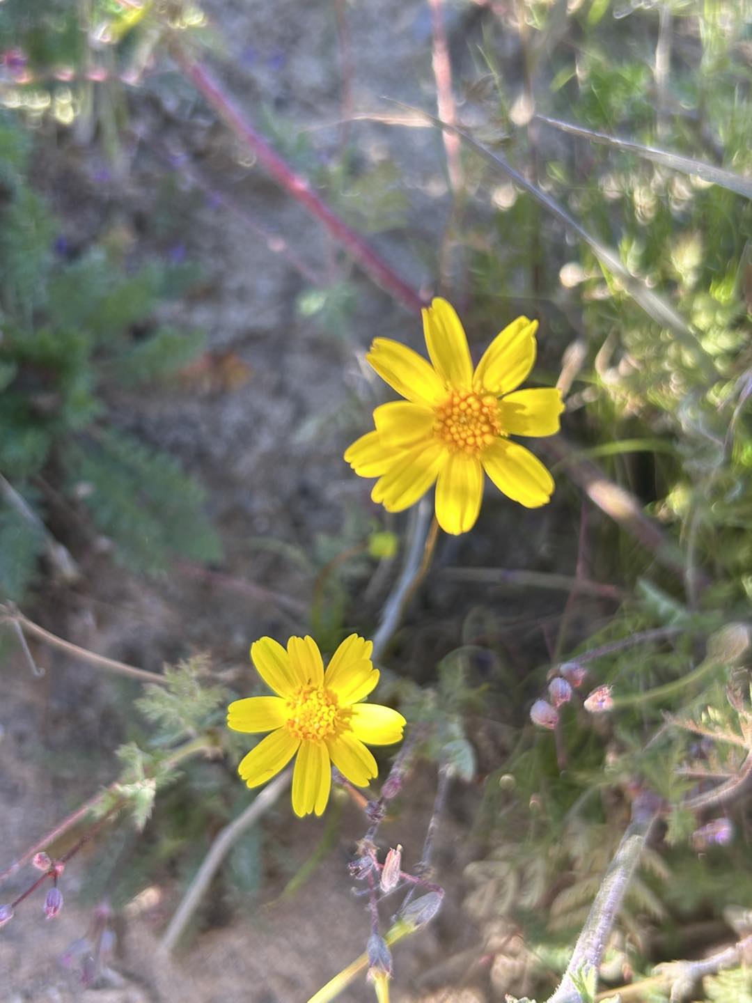 Coreopsis at Red Rock Canyon Desert State Park, January 2026